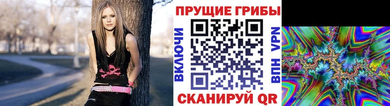 Купить  Ахтубинск  Псилоцибиновые грибы Psilocybe 
